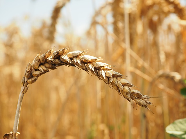 wheat